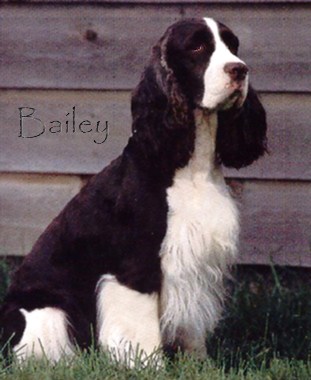 Bailey