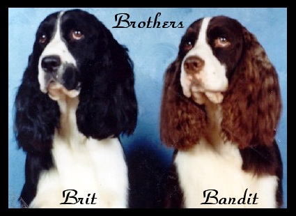 Brit and Bandit