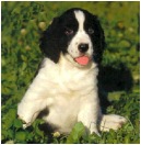 Portraits 'n' Calendar Pics