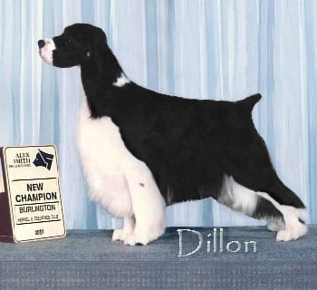 Dillon