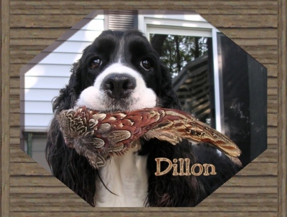 Dillon