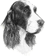 English Springer Spaniel