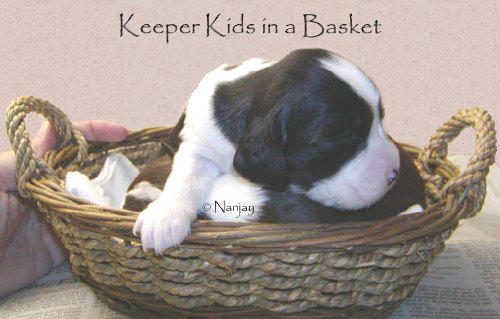 Keeper Kids in a Basket