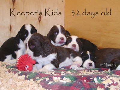 Keeper Kids 4 1/2 weeks old