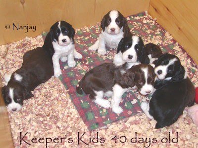 Keeper Kids 6 weeks old