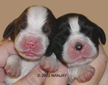 Keeper's pups