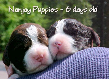 Nanjay Puppies 6 days old