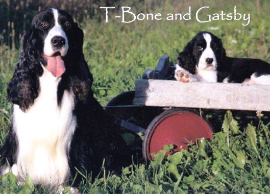 T-Bone and Gatsby