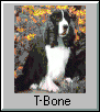 T-Bone