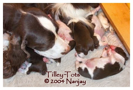 Tilley-Tots