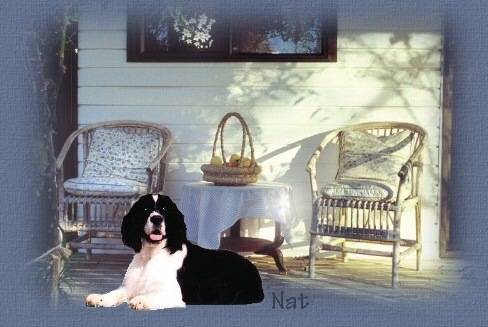 Nathaniel laying on the back porch