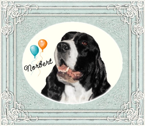 Happy 12th Birthday Norbert